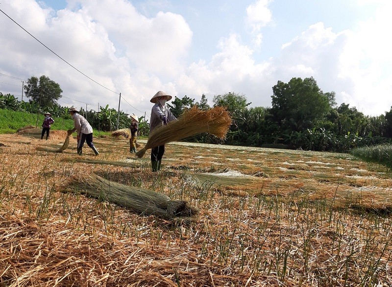 Đồng bào Khmer có việc làm ổn định nhờ trồng lác cho hiệu quả kinh tế khá cao.