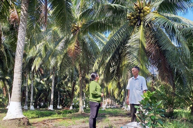 Ben Tre province to work towards sustainable agriculture