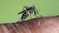 Campuchia xác nhận bùng phát dịch sốt Chikungunya tại 12 tỉnh thành, hơn 1.000 ca mắc bệnh