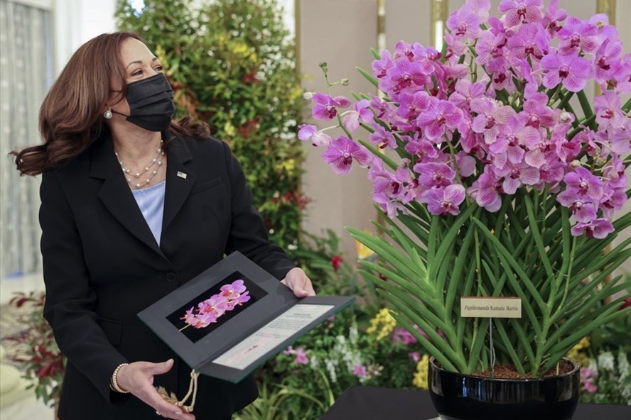 Singapore tặng Phó Tổng thống Mỹ Kamala Harris loài hoa lan mang tên bà: Papilionanda Kamala Harris. (Nguồn: AFP)