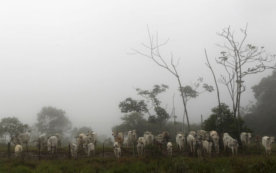 Ngày 4/9, Bộ Nông nghiệp và Chăn nuôi Brazil thông báo về việc phát hiện hai trường hợp bệnh “bò điên” ở nước này và quyết định tạm ngừng ngay lập tức việc xuất khẩu thịt bò sang Trung Quốc theo thỏa thuận an toàn thực phẩm đã ký kết với Bắc Kinh. (Nguồn: Reuters)