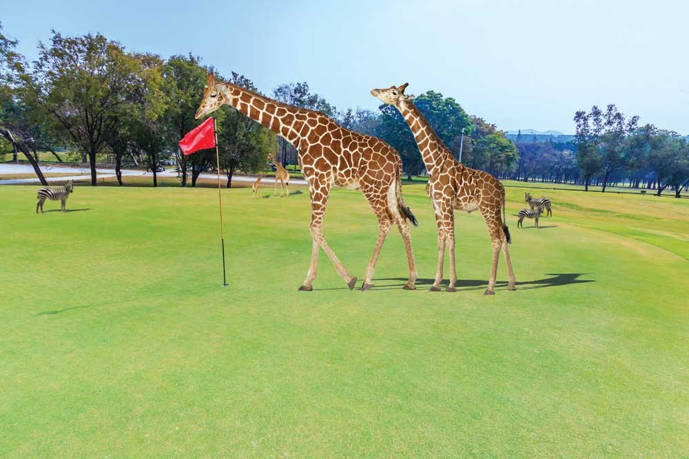 Sân golf ở Kenya. (Nguồn: Open Magazine)