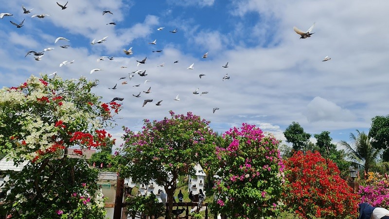 Rừng tràm Trà Sư là nơi đa dạng sinh học với rất nhiều loài chim quý.