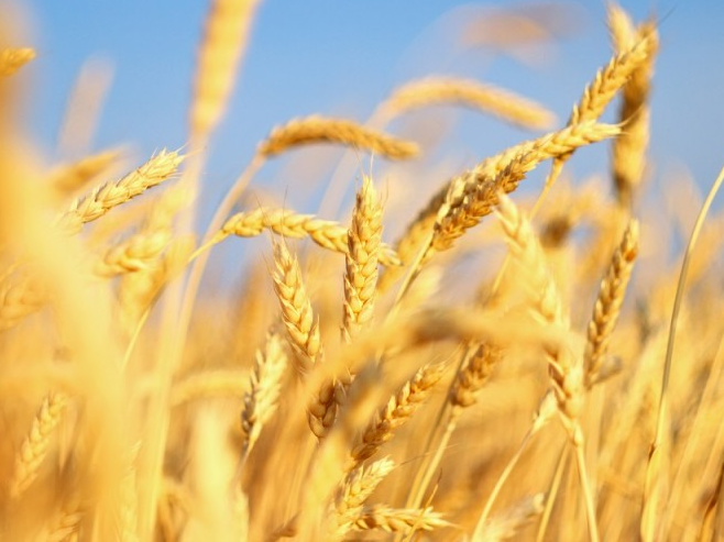 Vùng đất của nắng gió và lúa mì