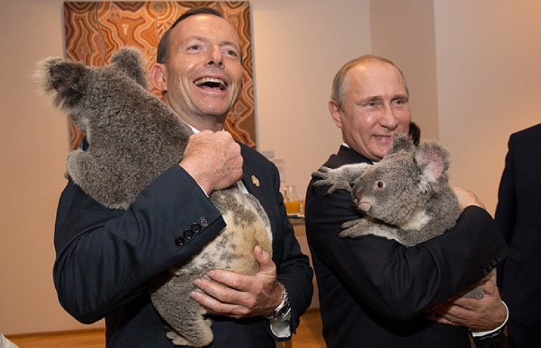 Vẻ đáng yêu khó cưỡng của gấu koala