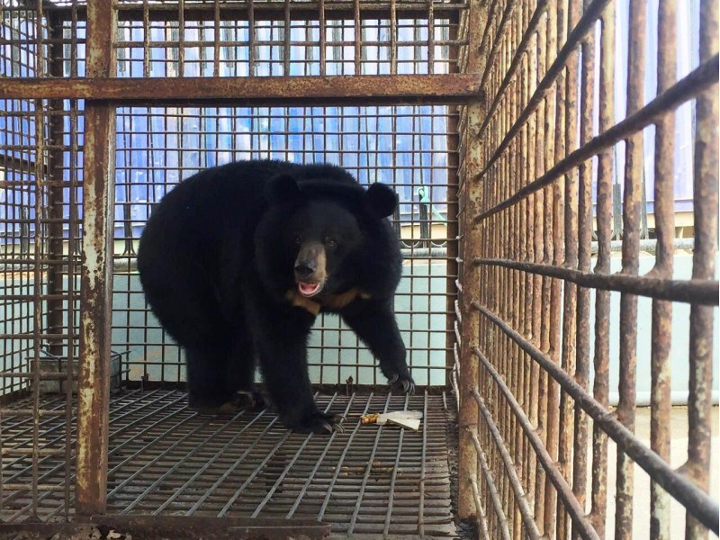 Animal Asia cứu hộ một cá thể gấu tại Đà Nẵng