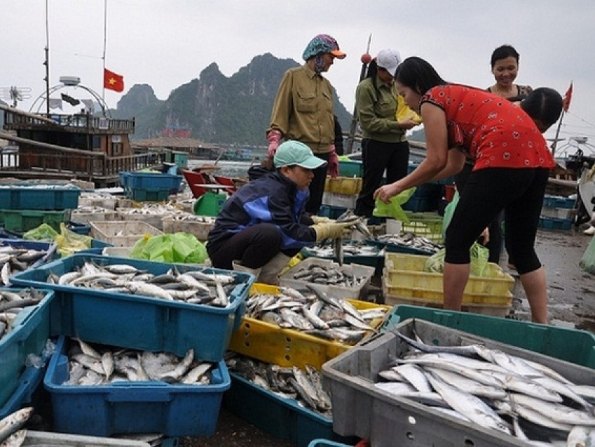 Ngư dân miền Trung được bồi thường ở mức cao nhất trên 50 triệu đồng