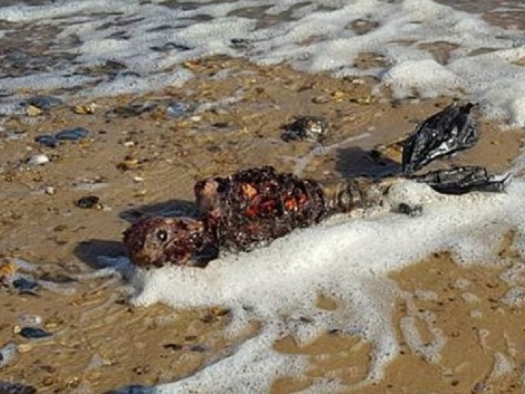 Xôn xao hình ảnh xác chết người cá trôi dạt vào bờ biển nước Anh