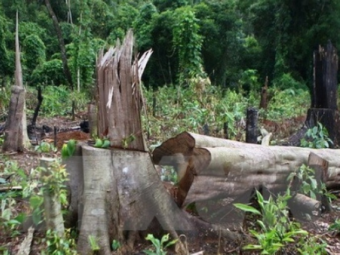Phó Thủ tướng yêu cầu Bộ Công an điều tra vụ giết 3 bảo vệ rừng