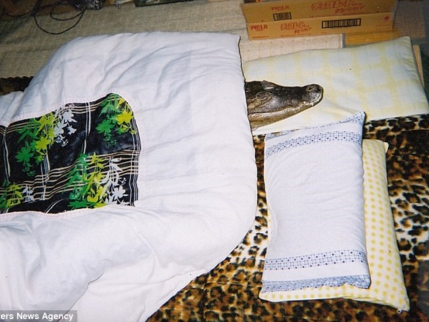 Nhật Bản: Cụ ông gây sửng sốt khi làm bạn với cá sấu suốt 34 năm