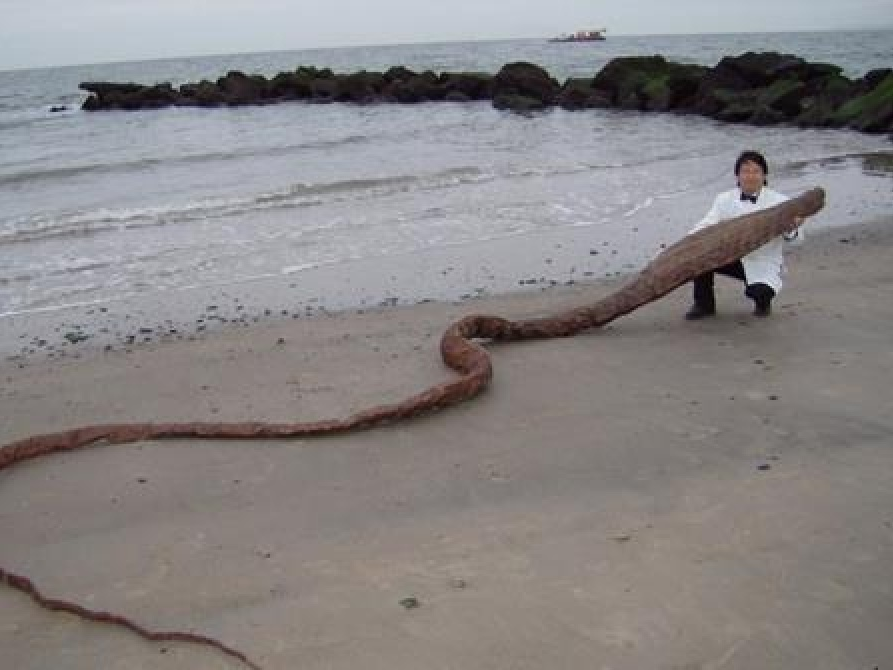 Phát hiện xác "quái vật biển" ở Nhật Bản
