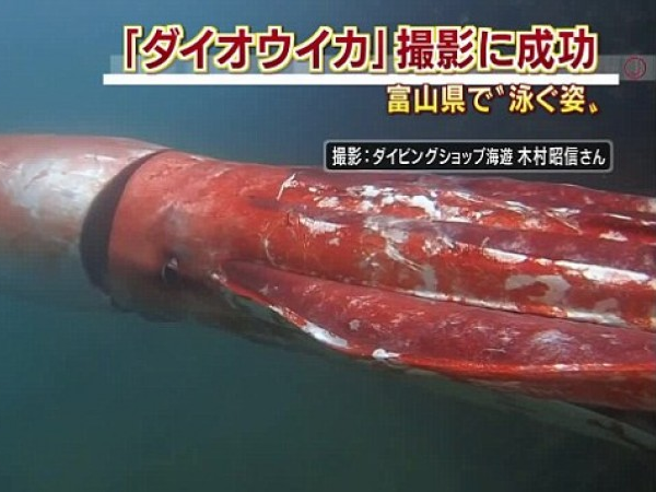 Mực khổng lồ xuất hiện ngoài khơi Nhật Bản