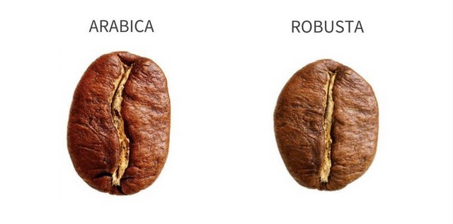 Cà phê Arabica và Robusta khác nhau như thế nào?