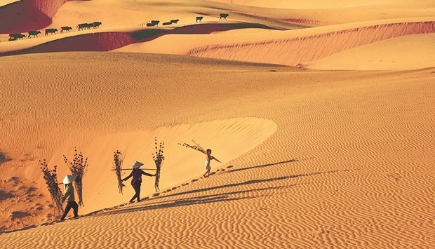 Sand dunes - magnet for tourists in Binh Thuan province