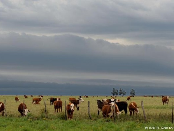 Australia từ chối bán trang trại nuôi bò lớn nhất cho Trung Quốc