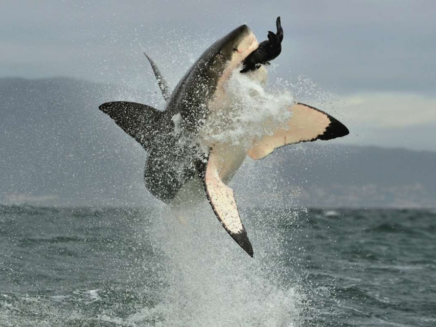 Cá mập trắng ở Nam Phi sắp tuyệt chủng