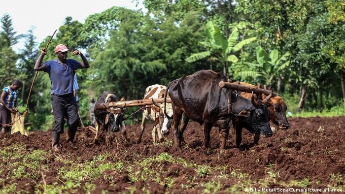 Sức khỏe của nông dân là mối quan tâm lớn đối với chính phủ Kenya và các cơ quan của Liên hợp quốc. (Nguồn: DW)