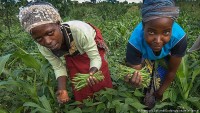 Nông nghiệp bền vững: 'Đoạn tuyệt' với thuốc lá, nông dân Kenya tìm hướng đi từ đậu
