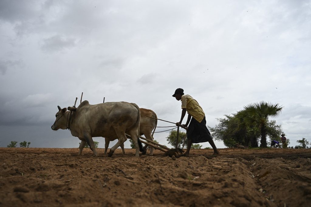 Một nông dân cày ruộng ở Vùng Magway. (Nguồn: AFP)
