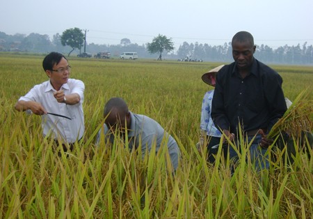 Chuyên gia Việt Nam dạy cách gặt lúa cho các kỹ thuật viên châu Phi. (Nguồn: Dân Việt)