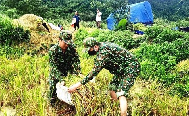  Lực lượng Đồn Biên phòng Làng Ho (Quảng Bình) hỗ trợ đồng bào thu hoạch lúa tránh thiệt hại do mưa bão gây ra. (Nguồn: TTXVN)