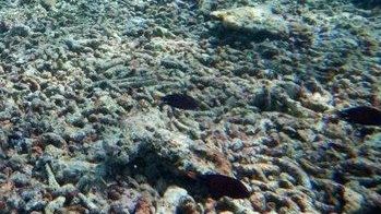 Báo động thực trạng các rạn san hô ở Biển Đông bị hủy hoại