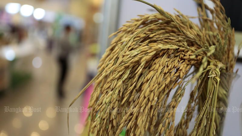 Thái Lan thực hiện chiến dịch củng cố danh hiệu gạo Thái