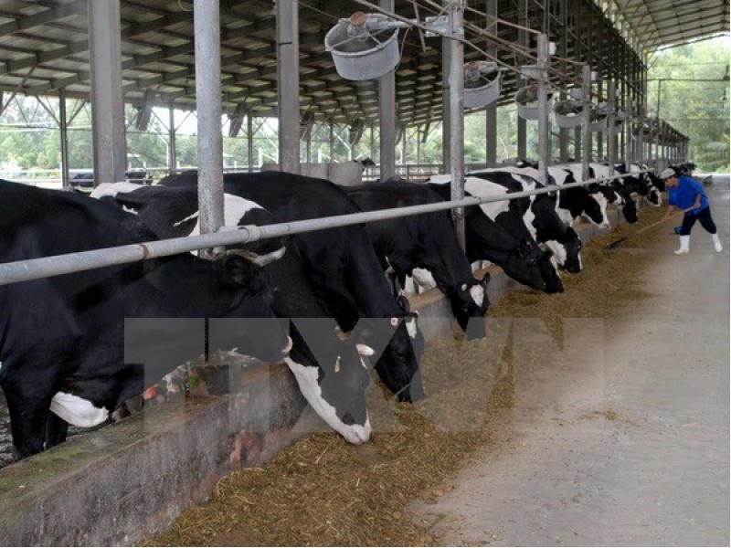 Đầu tư chăn nuôi bò sữa và chế biến sữa tại Liên bang Nga