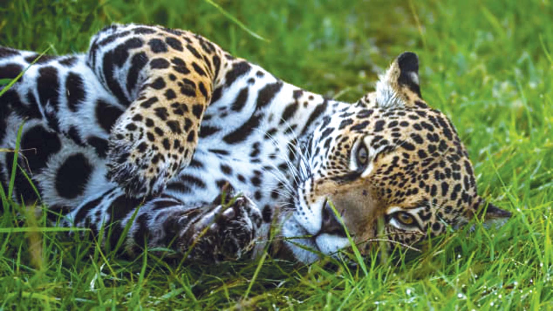 Một trong những con báo đốm vừa được thả vào sống trong Công viên quốc gia Iberá. (Ảnh: CNN)