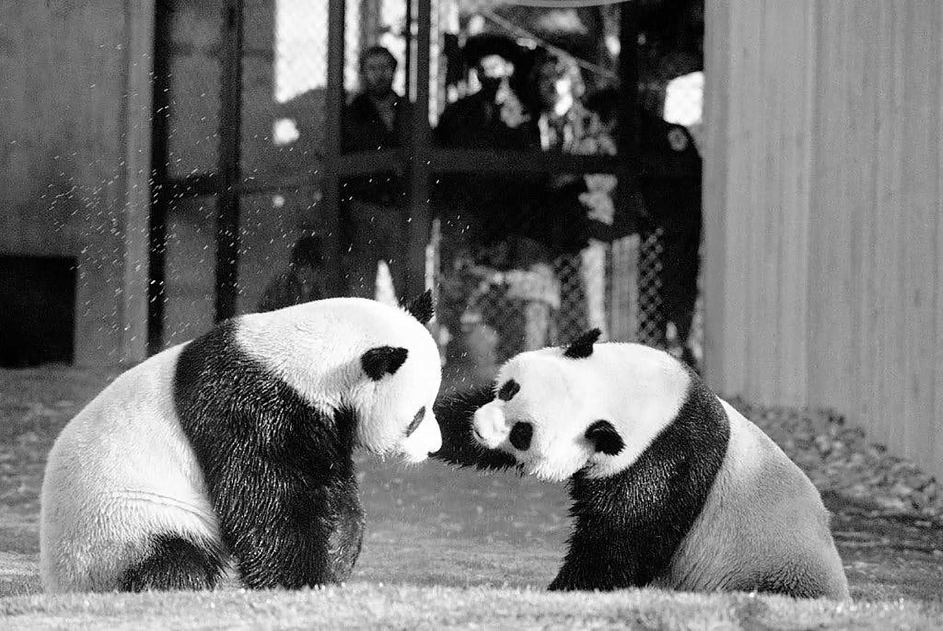 Cặp gấu trúc Ling Ling và Hsing Hsing, ảnh chụp năm 1974. (Nguồn: AP)
