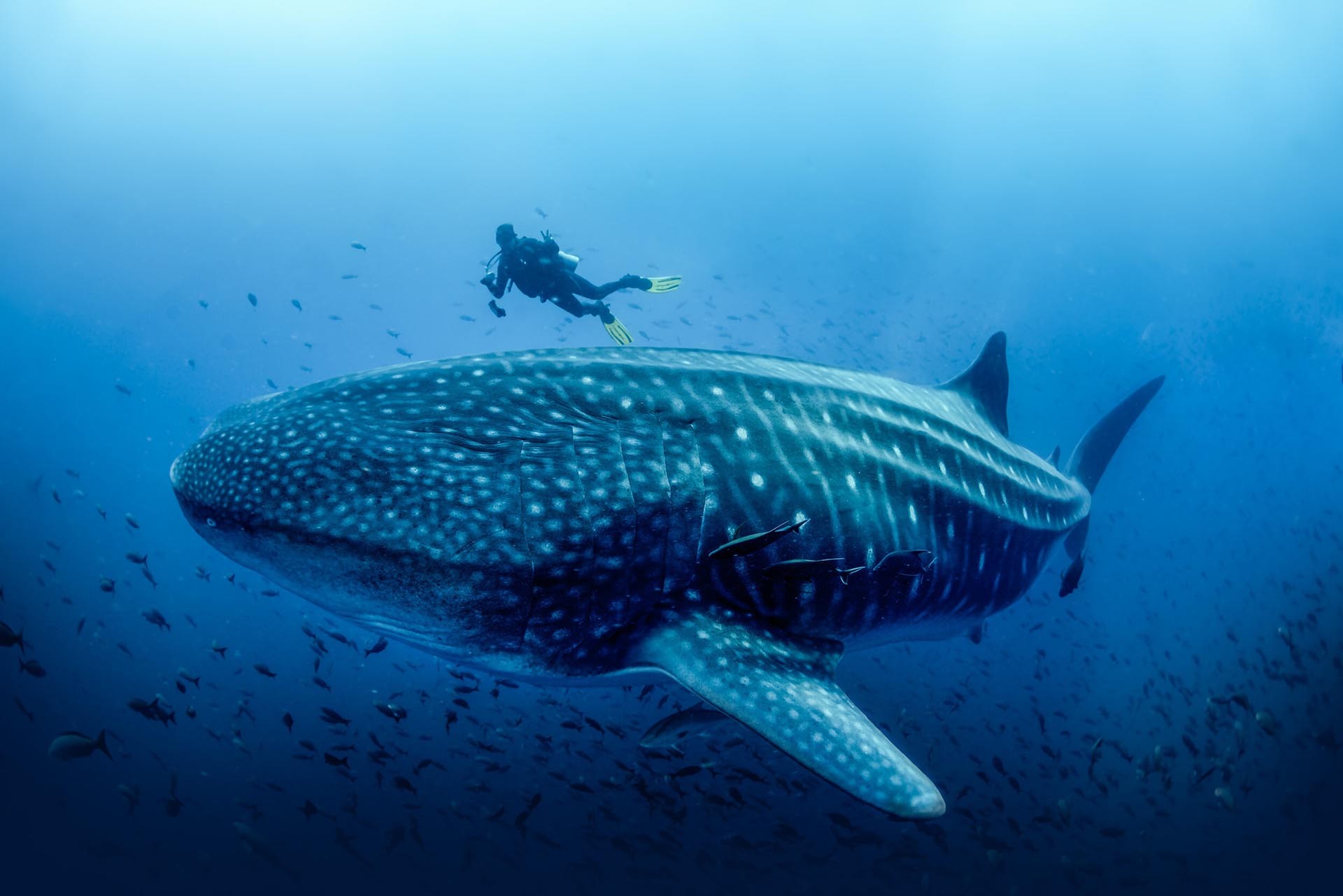 Một người lặn biển đang bơi theo một con cá mập voi. (Ảnh: Nature Tripper)