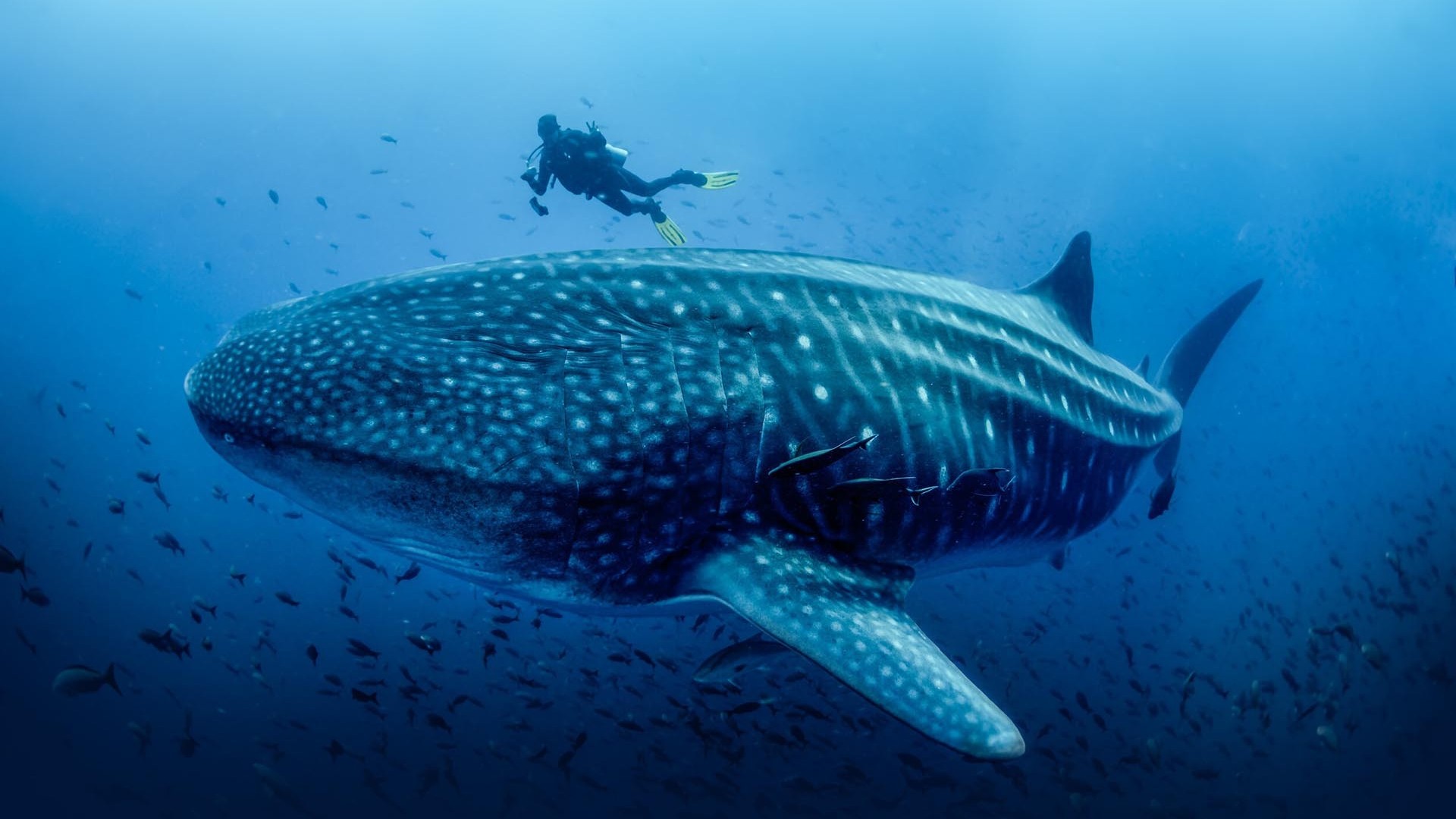 Công nghệ bảo tồn loài cá lớn nhất thế giới
