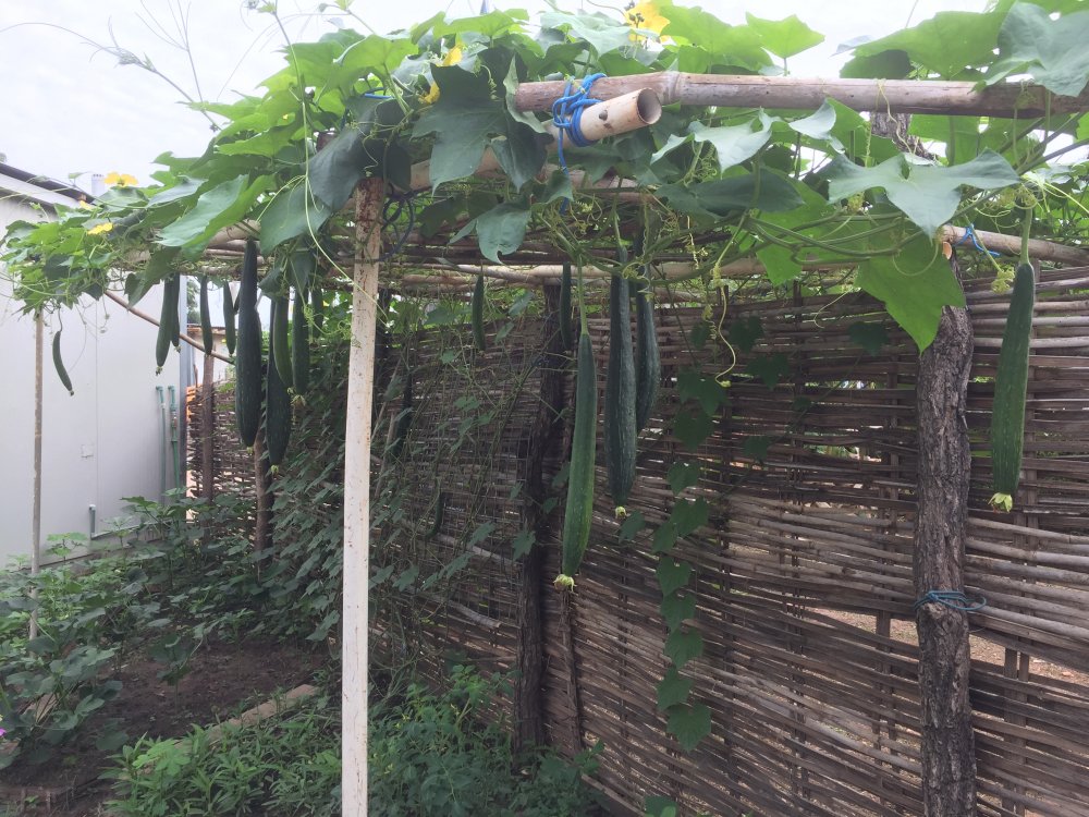 Giàn mướp trĩu quả tại mảnh vườn Việt Nam.