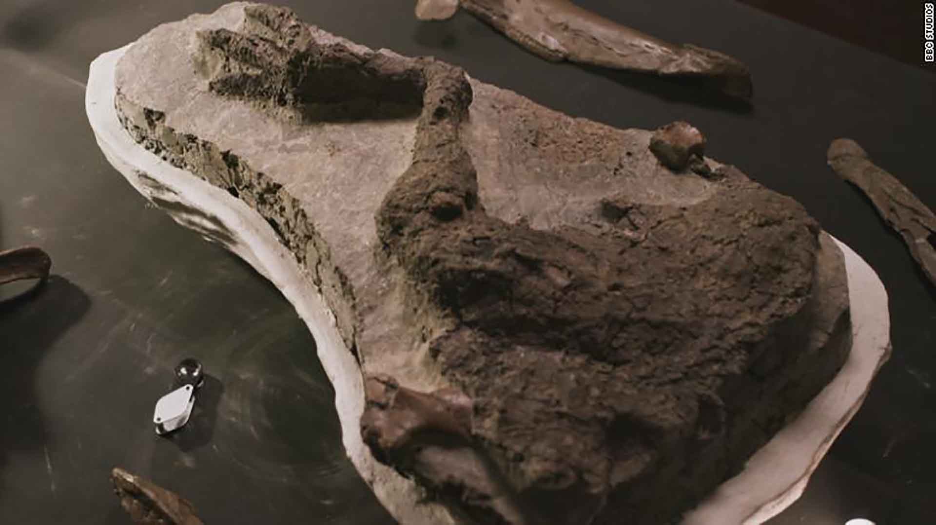 Chân khủng long hóa thạch được tìm thấy ở Tanis, Bắc Dakota (Mỹ). (Nguồn: CNN)