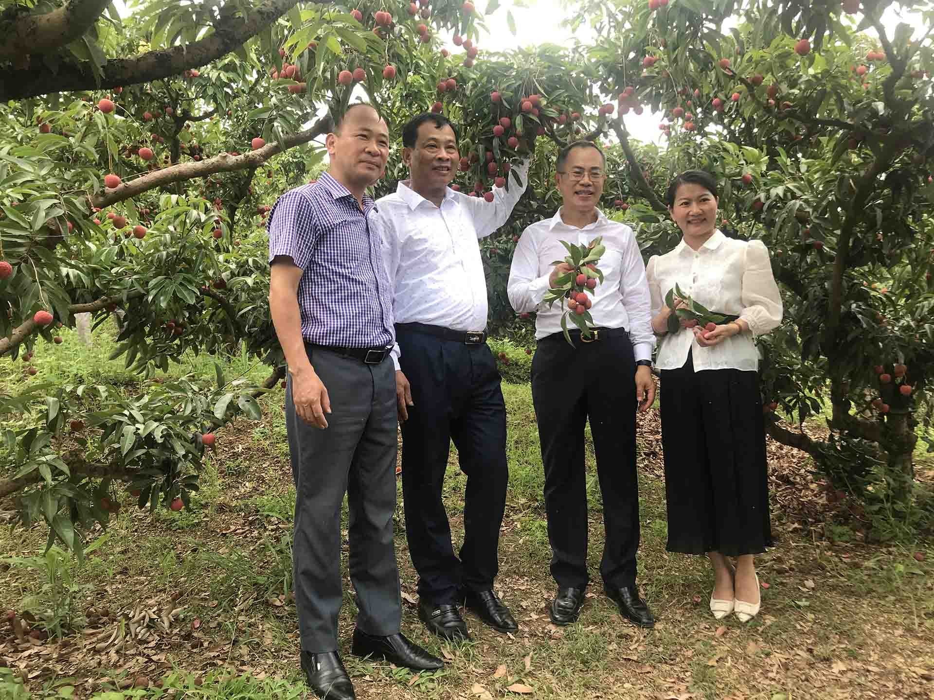 Đại sứ Phan Chí Thành thăm vùng vải thiều Lục Ngạn, tỉnh Bắc Giang.