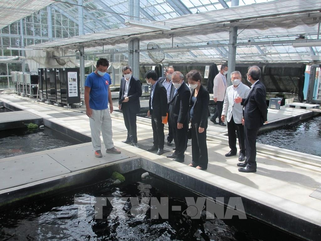 Đại sứ Vũ Hồng Nam thăm trang trại nuôi cá chép Nhật Bản.