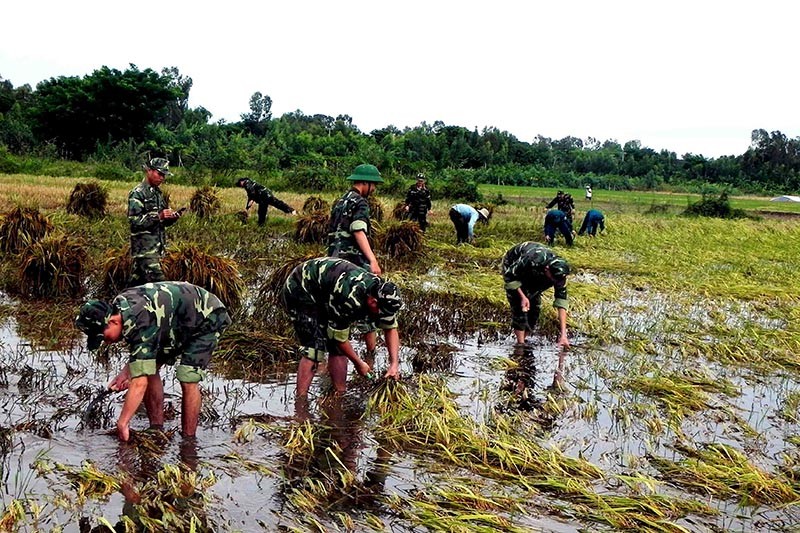 Cán bộ, chiến sĩ Đồn Biên phòng cửa khẩu quốc tế Vĩnh Xương giúp dân gặt lúa bị ngập úng. (Ảnh: Chiến Khu)