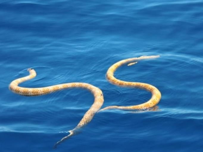 Phát hiện loài rắn biển tưởng đã tuyệt chủng