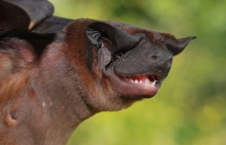 Phát hiện loài dơi mặt chó mới tại Panama và Ecuador