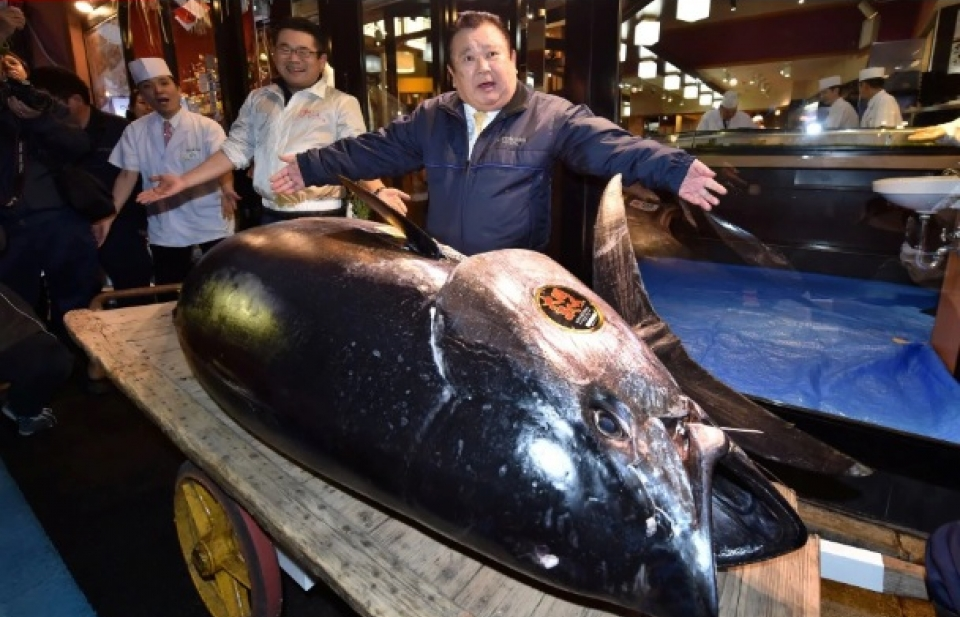 Nhật Bản: 3,1 triệu USD/con cá ngừ khổng lồ