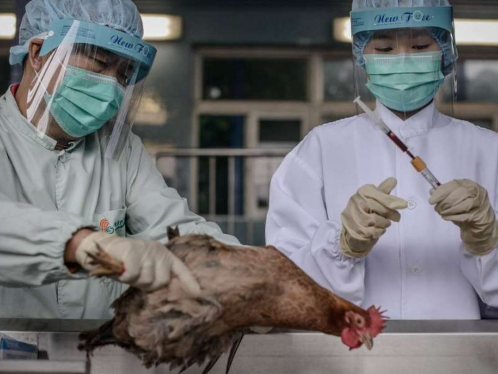 WHO: Trung Quốc đang giám sát chặt chẽ dịch cúm gia cầm H7N9