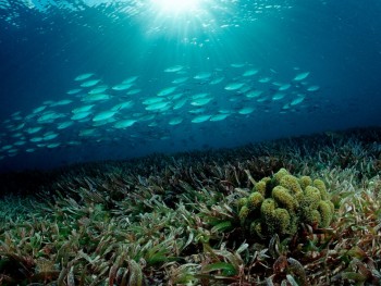 Cỏ biển biến mất đe dọa sức khỏe con người và sinh vật biển
