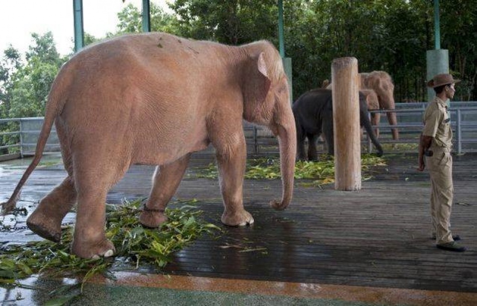 thai lan voi quat chet nguoi trong so thu