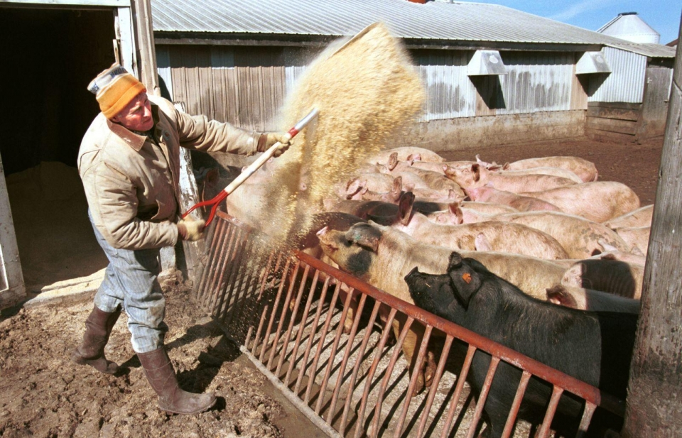 Thịt lợn Mỹ gặp khó trước đe dọa áp thuế từ Trung Quốc