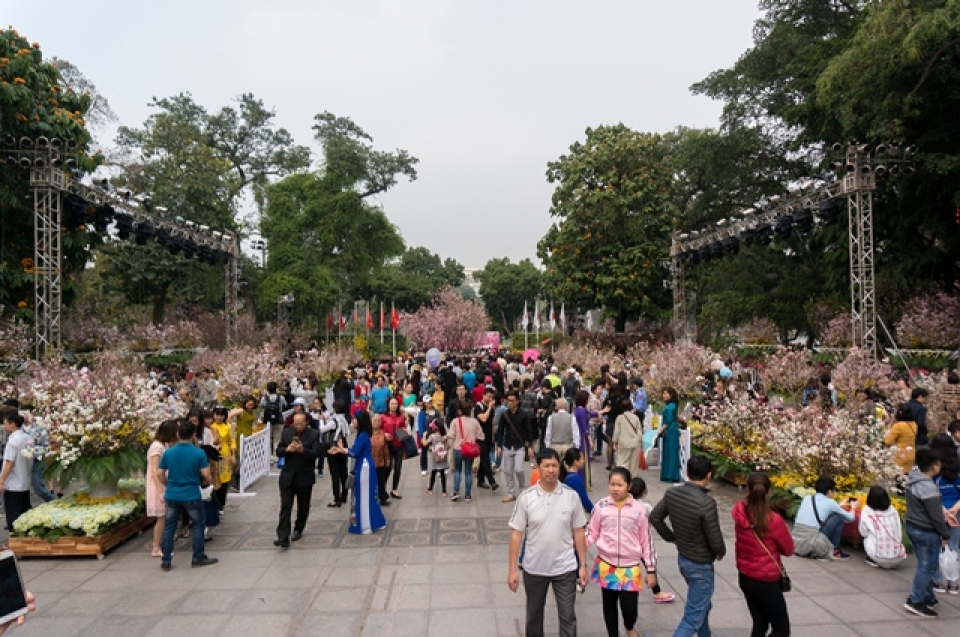 cherry blossoms in full bloom at hanois japanese festival