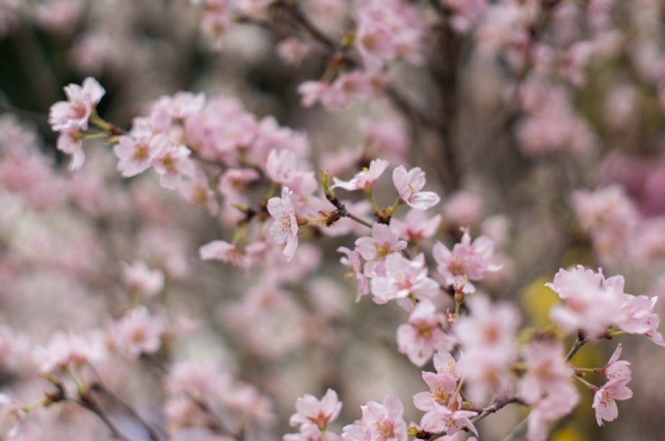 cherry blossoms in full bloom at hanois japanese festival