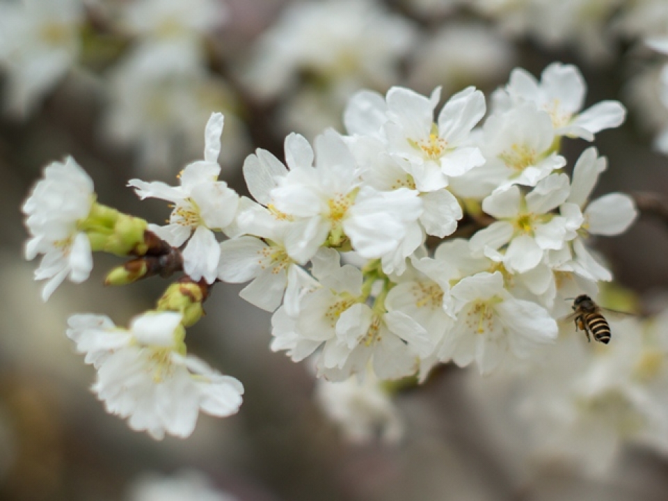 cherry blossoms in full bloom at hanois japanese festival