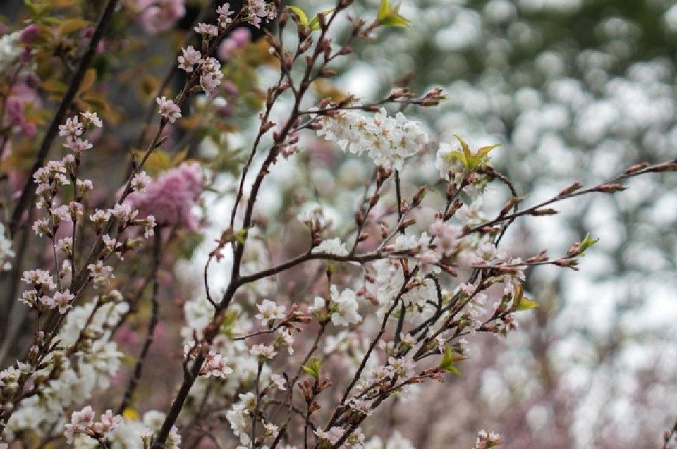 cherry blossoms in full bloom at hanois japanese festival