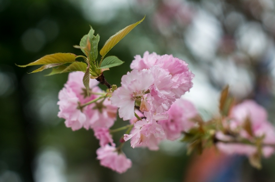 cherry blossoms in full bloom at hanois japanese festival