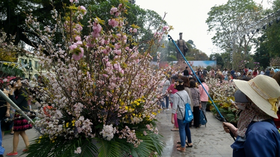 cherry blossoms in full bloom at hanois japanese festival